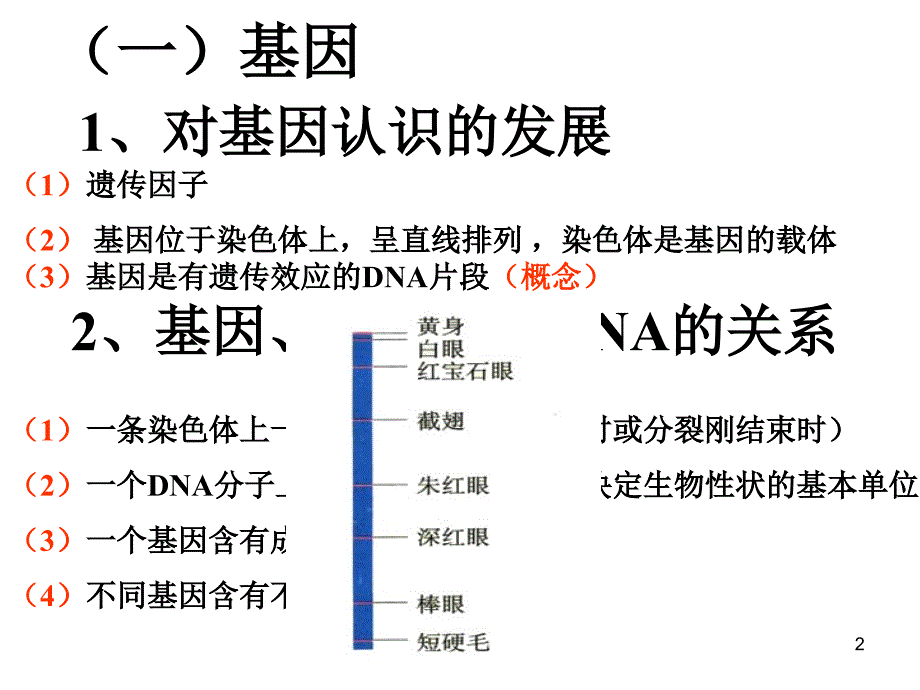 基因的表达的复习_第2页