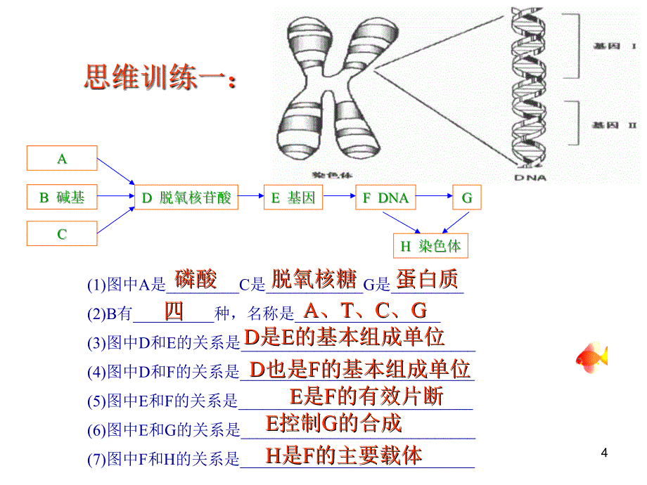 基因的表达的复习_第4页