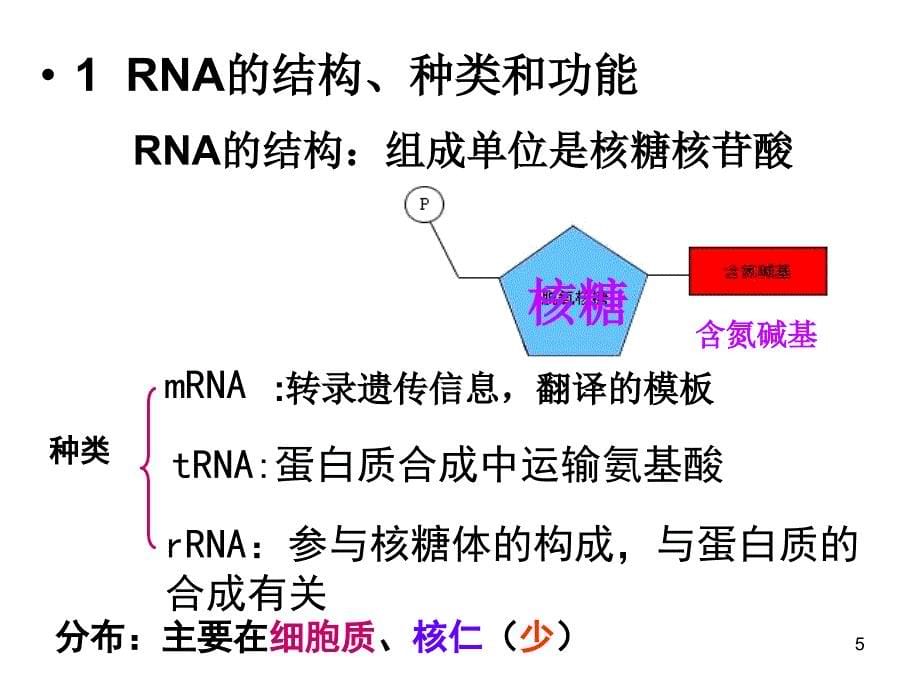 基因的表达的复习_第5页