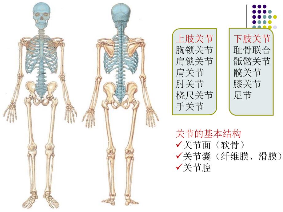 关节炎的鉴别诊断PPT课件_第2页