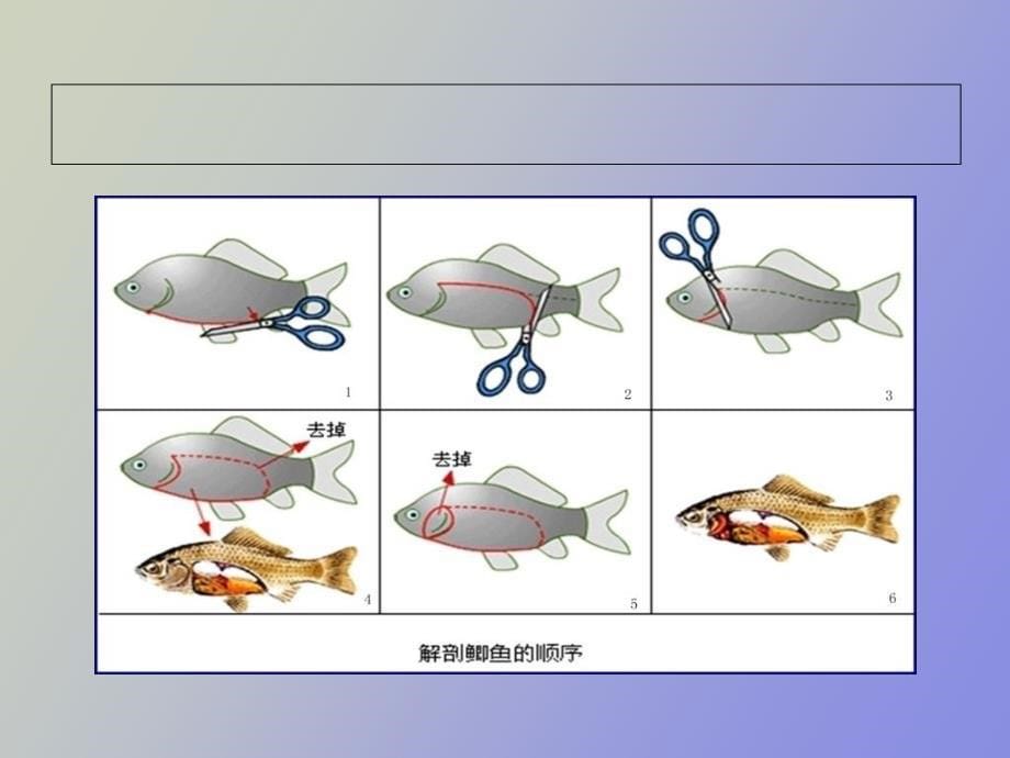 脊椎动物实验_第5页