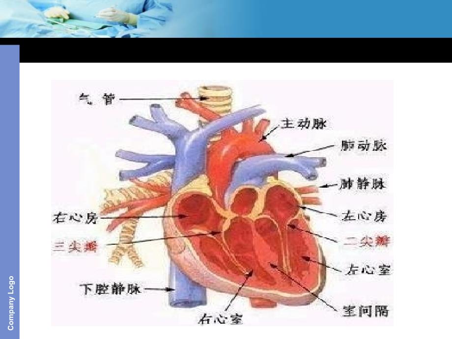 主动脉夹层护理查房课件_第3页