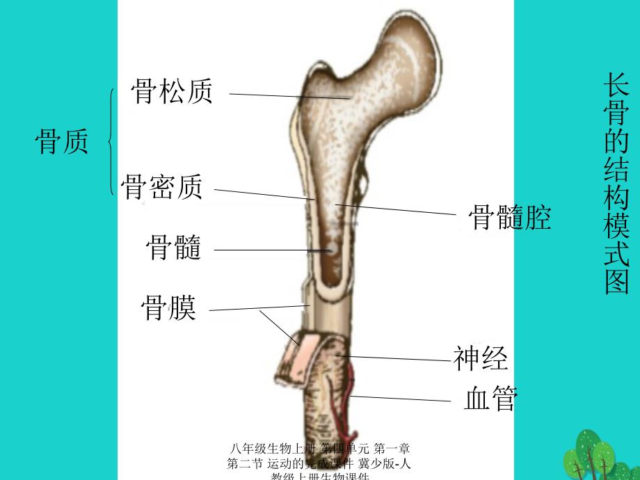 最新八年级生物上册第四单元第一章第二节运动的完成课件_第2页