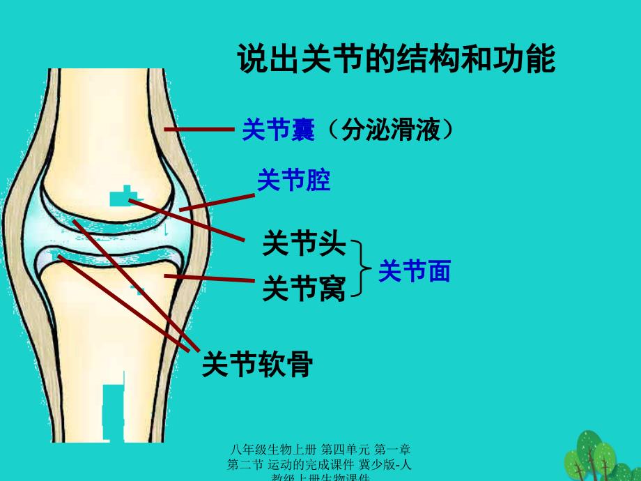 最新八年级生物上册第四单元第一章第二节运动的完成课件_第4页