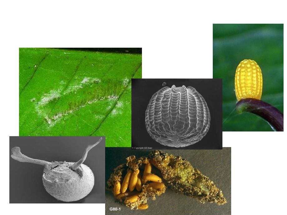 动物学实验七昆虫的分类依据_第3页