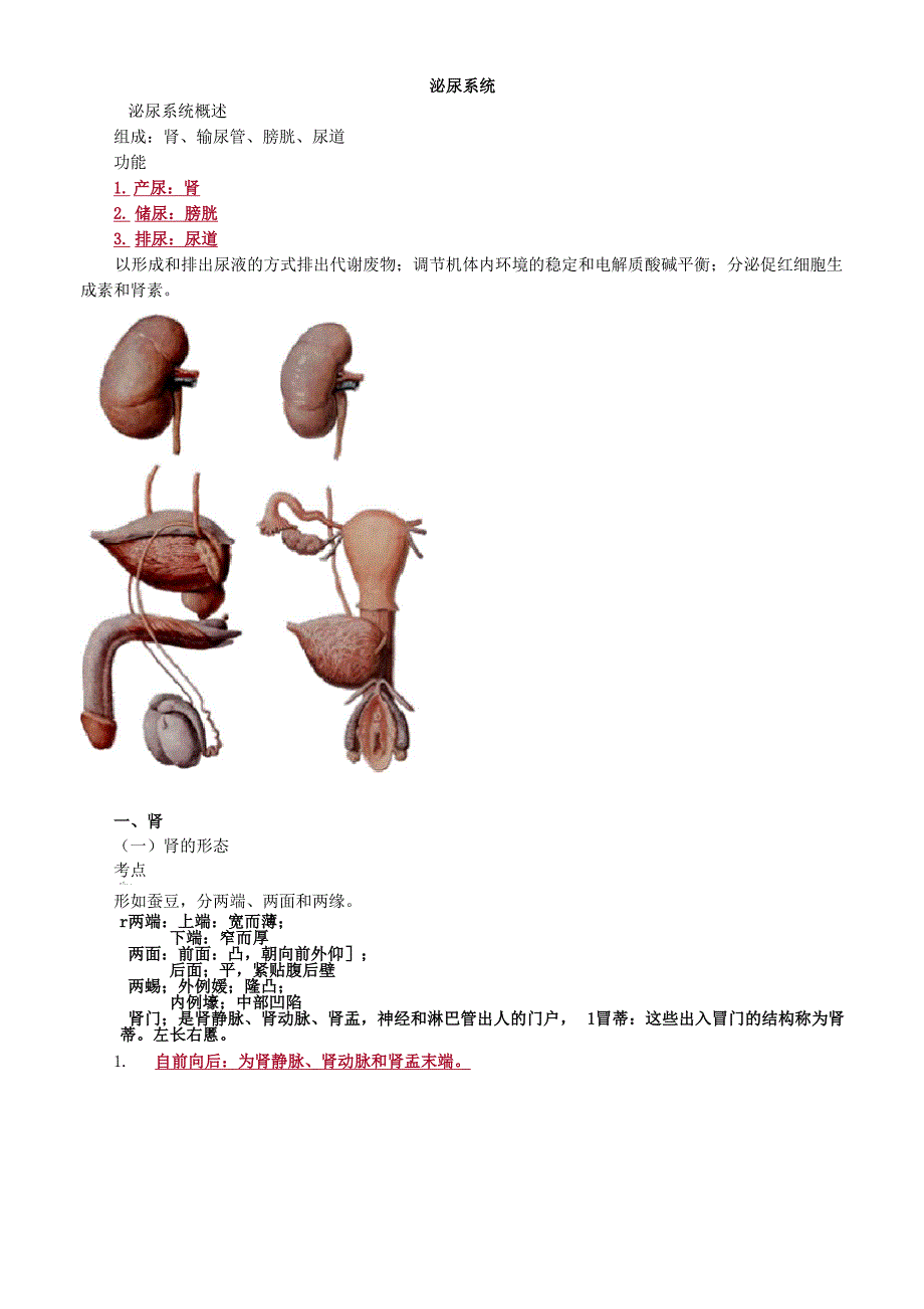 泌尿系统解剖考点总结_第1页