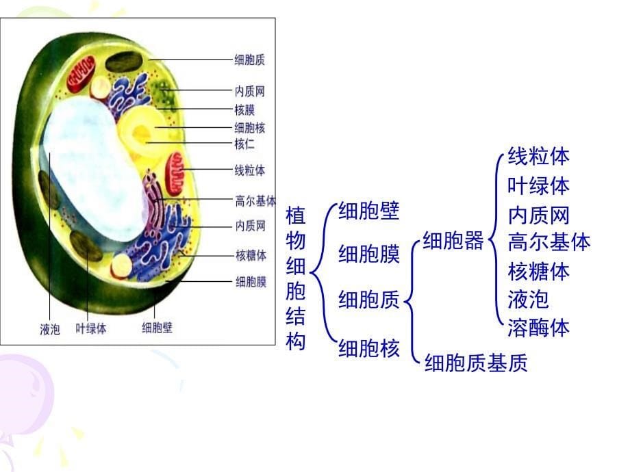 高中生物3.2细胞器——系统内的分工合作课件新人教版必修1_第5页