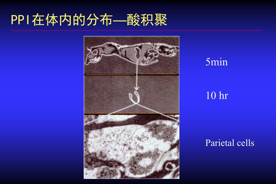 培训课件质子泵抑制剂PPIs的药理学基础机理研究作用因素临床应用_第3页