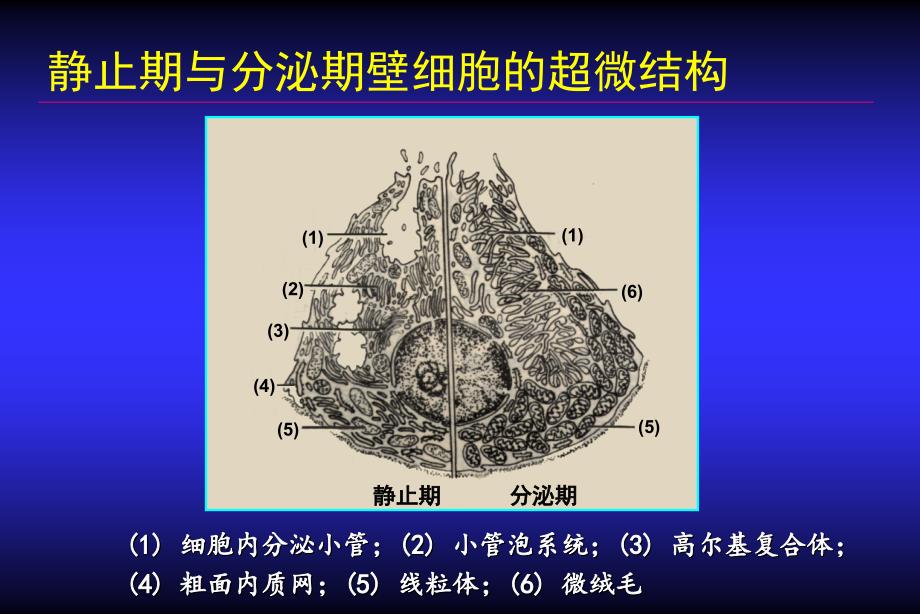 培训课件质子泵抑制剂PPIs的药理学基础机理研究作用因素临床应用_第4页