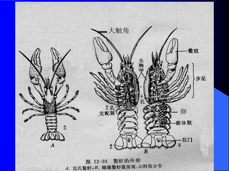 实验三螯虾解剖_第3页