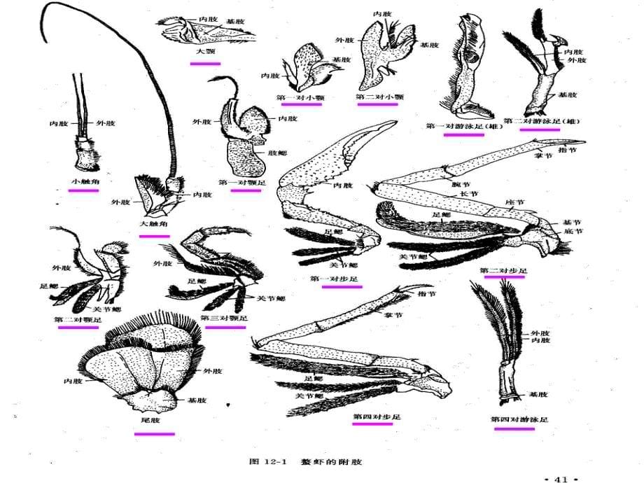 实验三螯虾解剖_第5页
