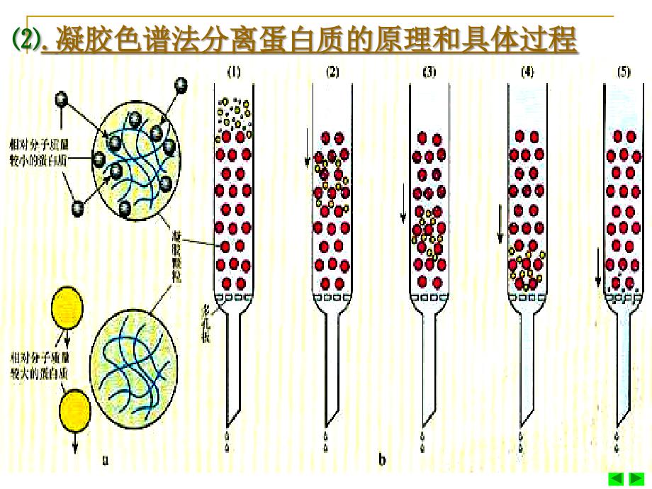 血红蛋白的提取和分离_第3页