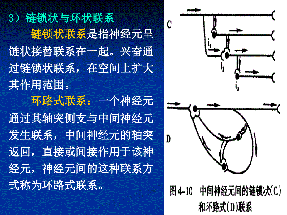 人体解剖生理学——第三章高级神经系统功能_第3页