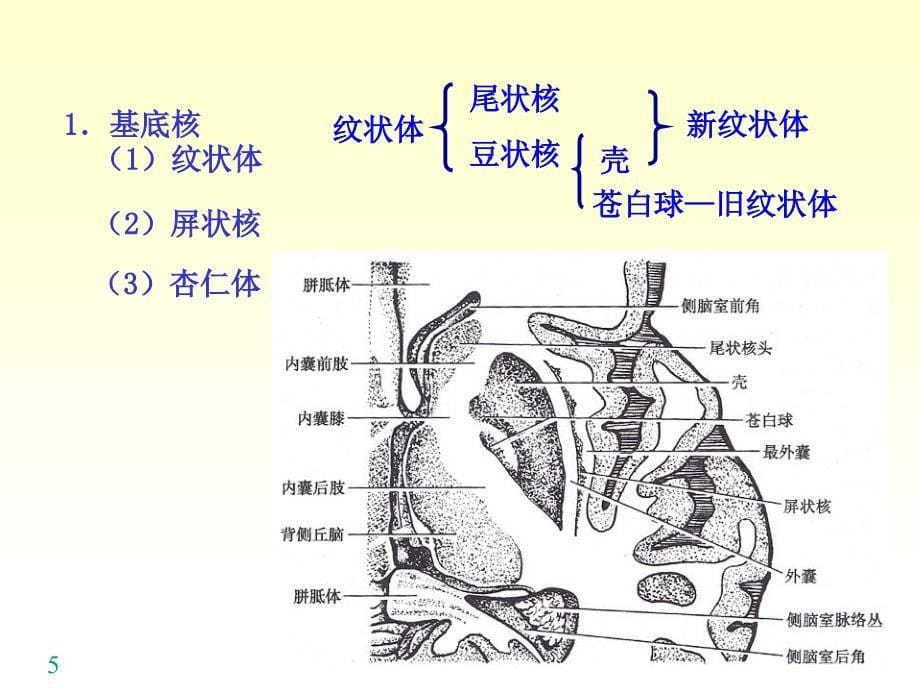 语言的生物基础14中枢神经系统端脑_第5页