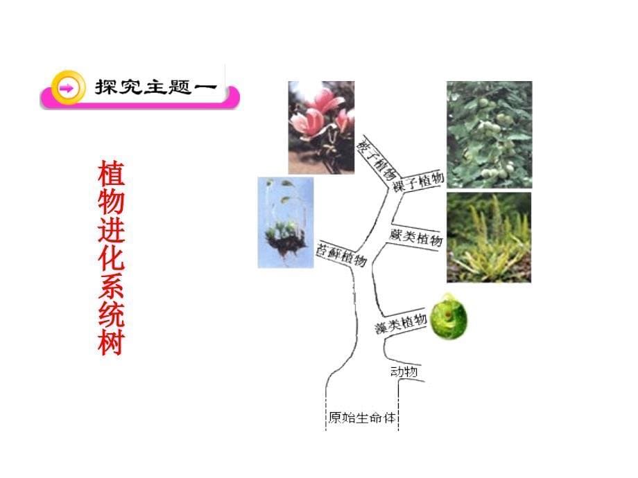 第3节植物的主要类群5_第5页