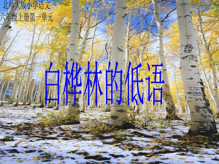 《白桦林的低语》_第1页