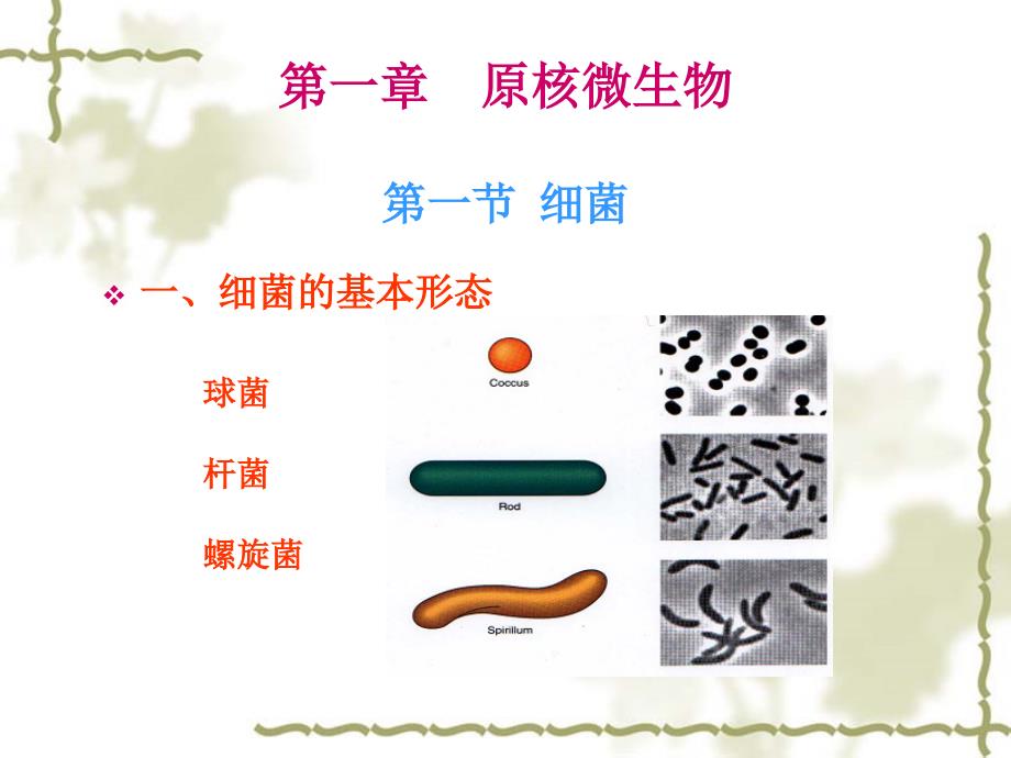 大学课件之食品微生物学第1章原核微生物_第1页