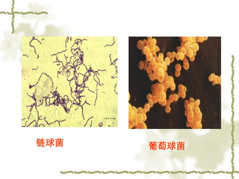 大学课件之食品微生物学第1章原核微生物_第3页