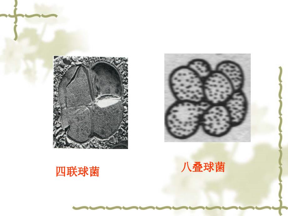 大学课件之食品微生物学第1章原核微生物_第4页