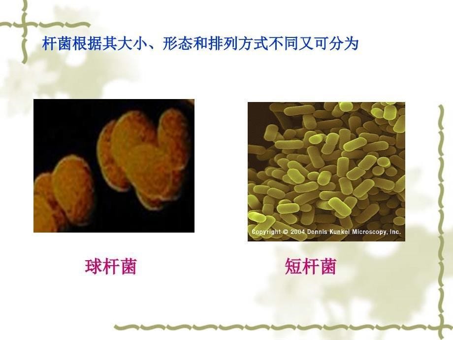 大学课件之食品微生物学第1章原核微生物_第5页