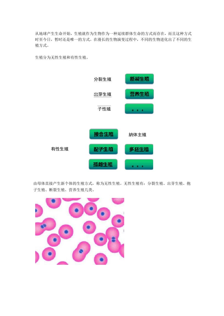 生殖的进化与作用_第3页