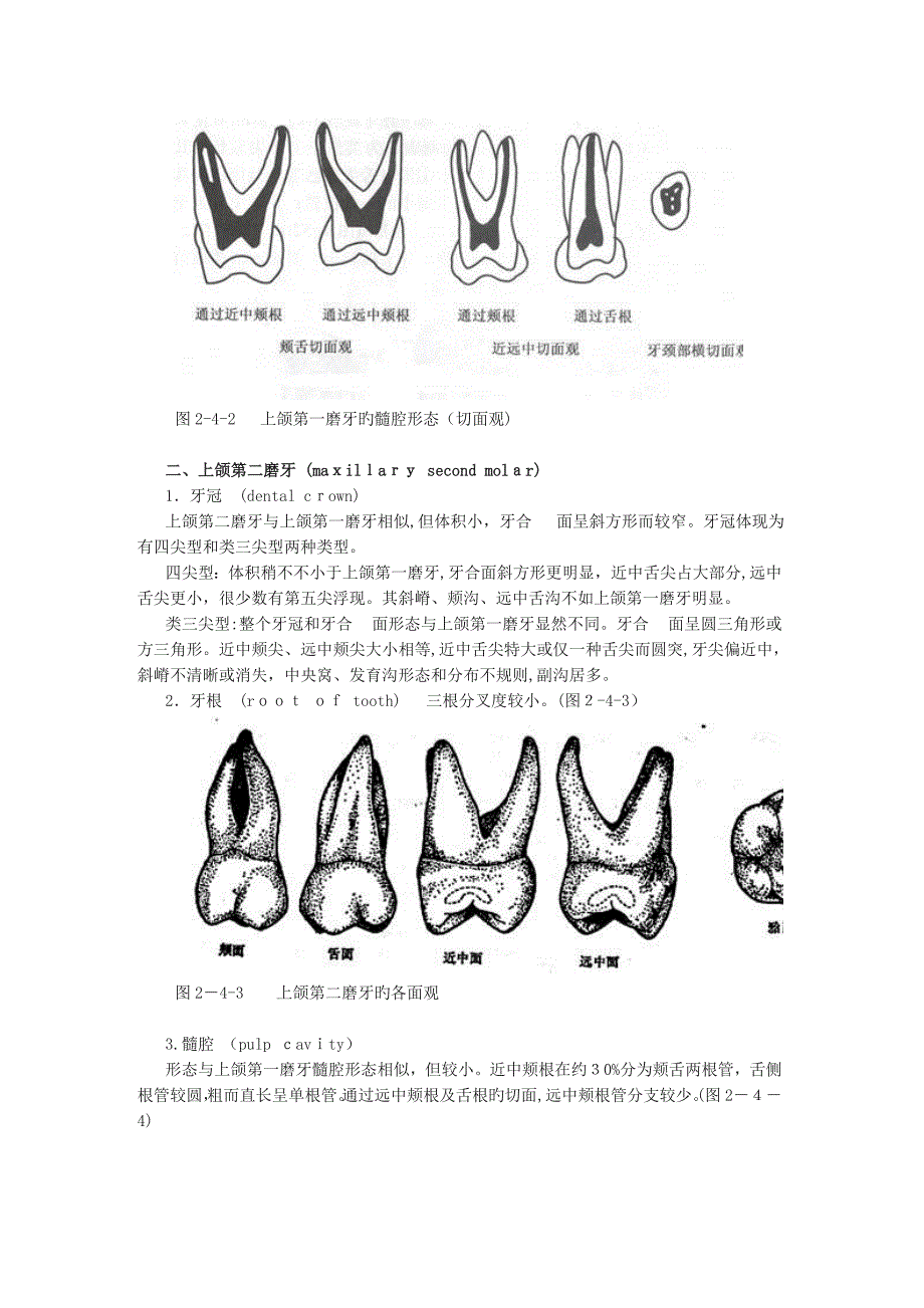 磨牙解剖形态_第3页