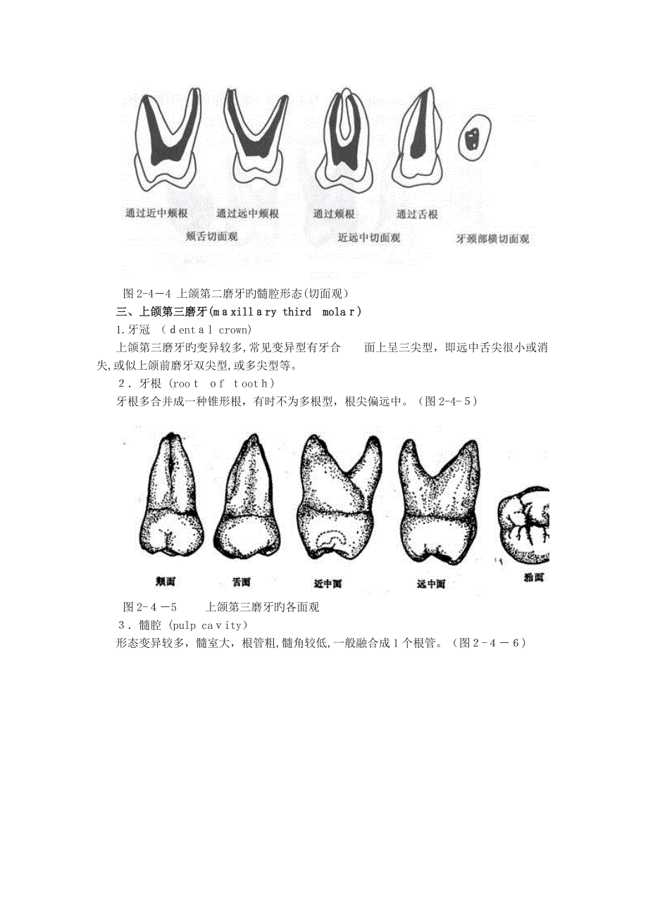 磨牙解剖形态_第4页