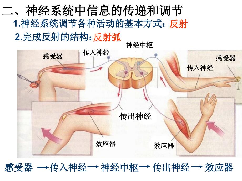 第5章复习高中生物_第3页