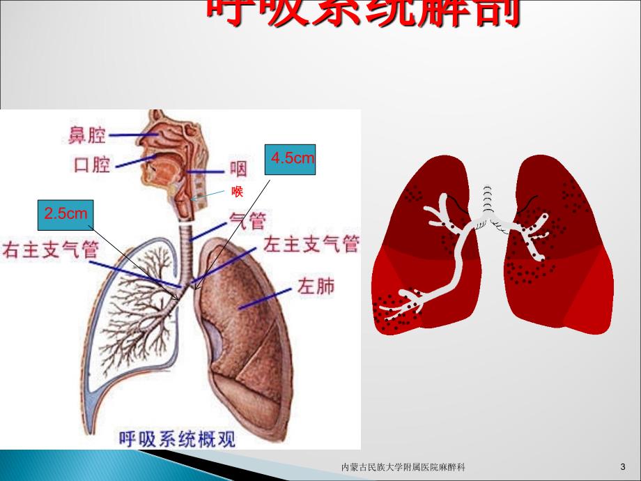 呼吸系统解剖与麻醉ppt课件_第3页