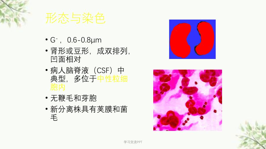 革兰氏阴性球菌医学课件_第4页