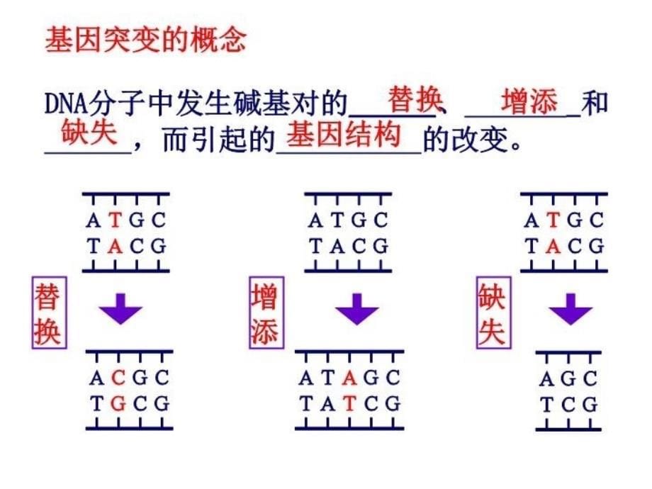 最新变异、育种、进化五六七幻灯片_第5页