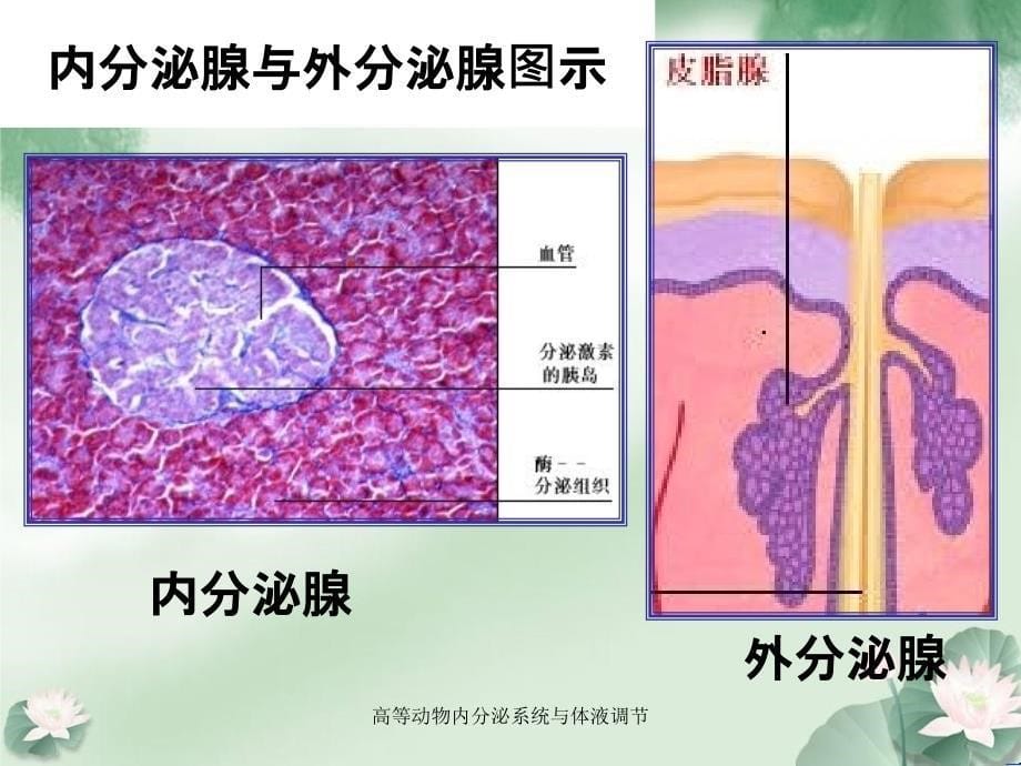 高等动物内分泌系统与体液调节_第5页