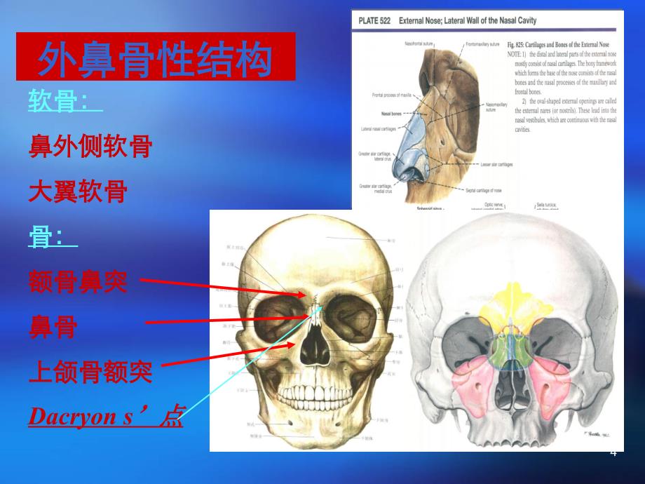 鼻鼻窦前颅底内镜手术相关解剖ppt课件_第4页