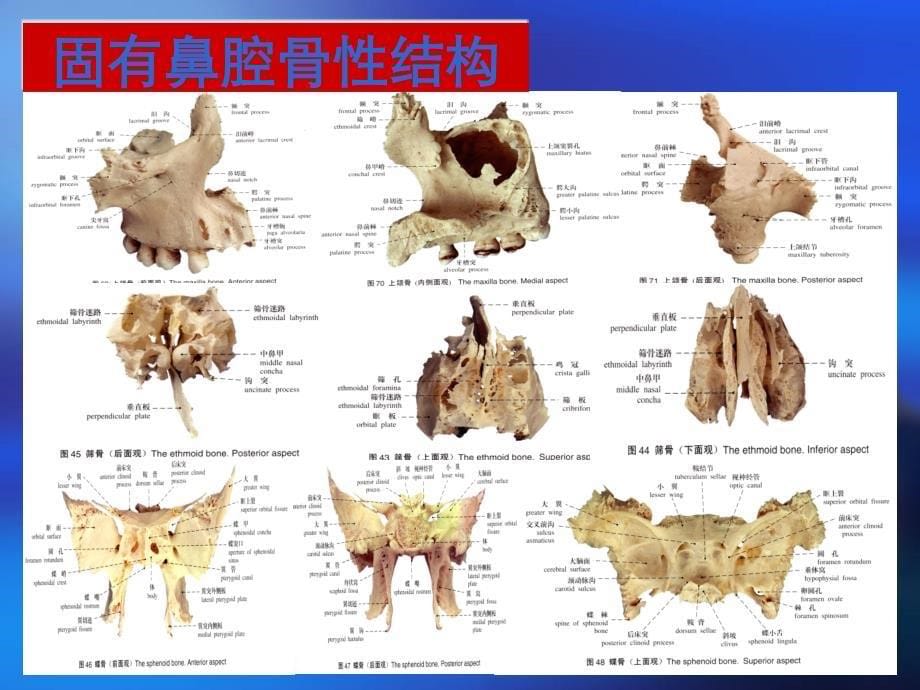 鼻鼻窦前颅底内镜手术相关解剖ppt课件_第5页