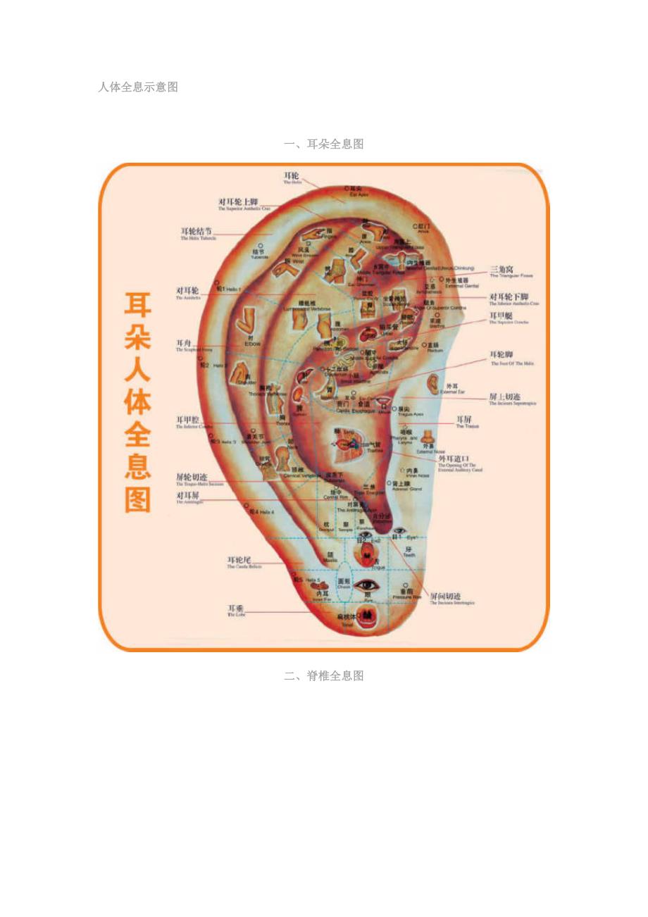 人体全息示意图_第1页