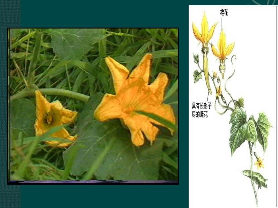 花托花萼花冠雄蕊和雌蕊雄蕊和雌蕊1_第5页