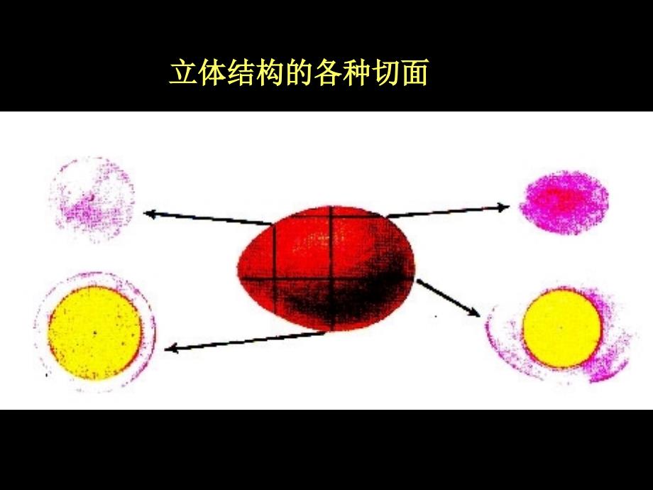 -组织学一-PPT课件_第4页