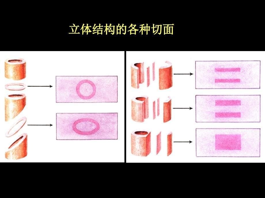 -组织学一-PPT课件_第5页