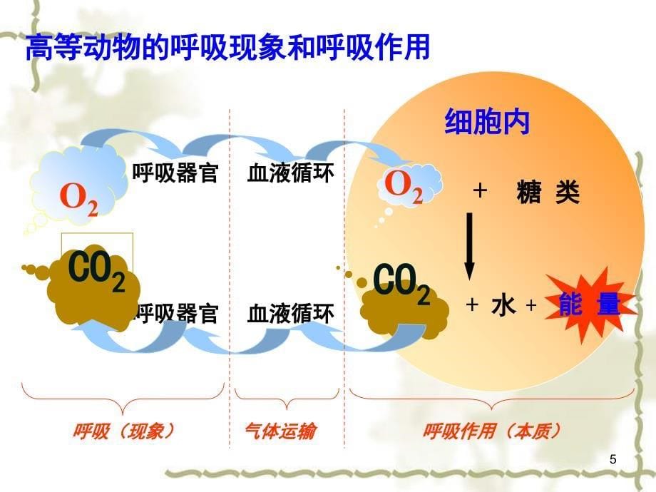 5.3ATP的主要来源细胞呼吸文档资料_第5页