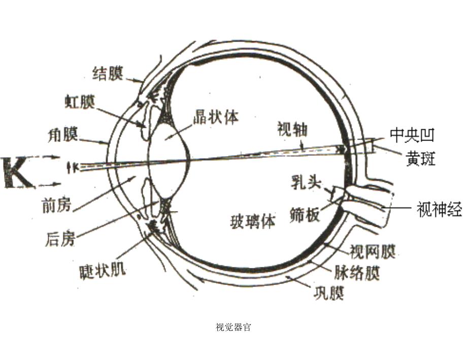 视觉器官课件_第1页