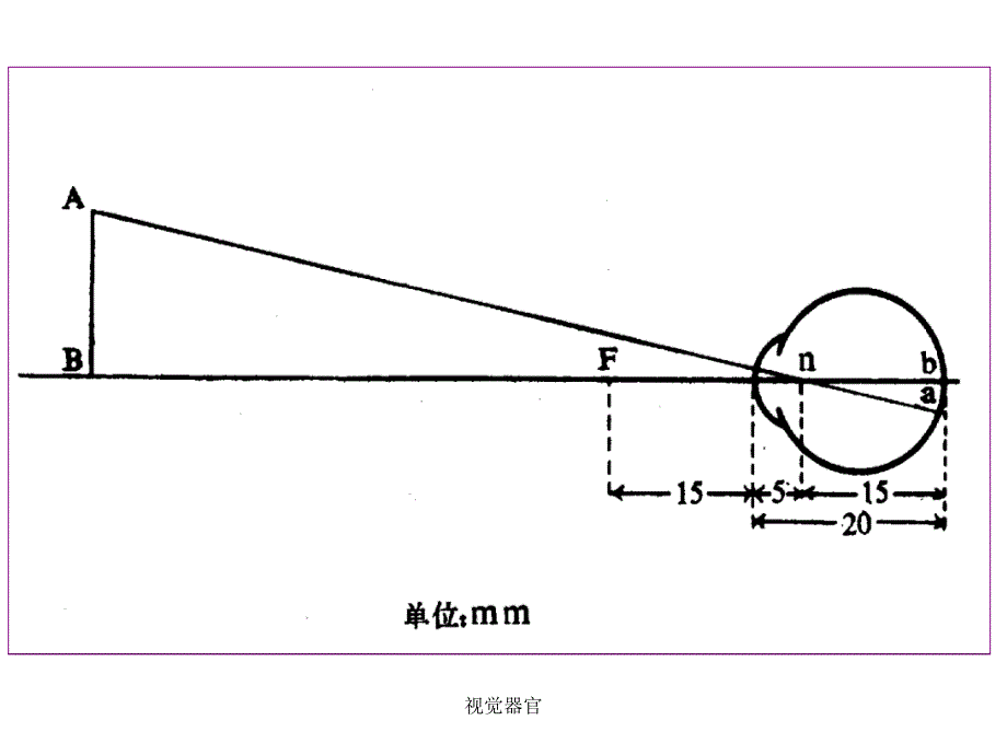 视觉器官课件_第2页