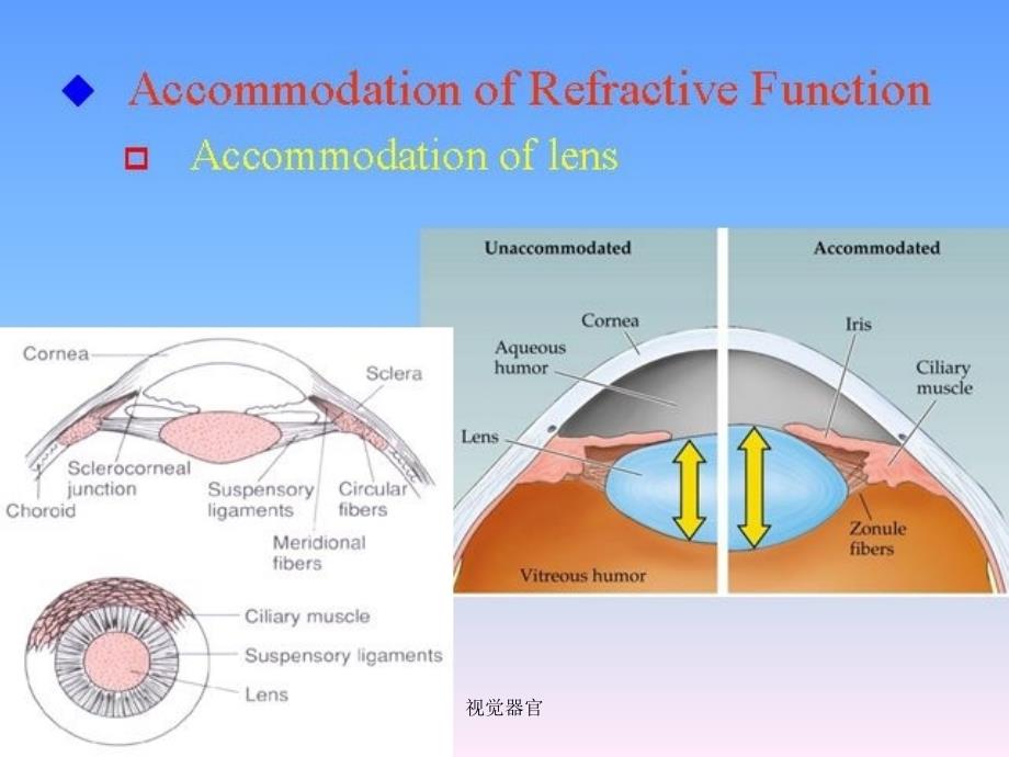 视觉器官课件_第4页