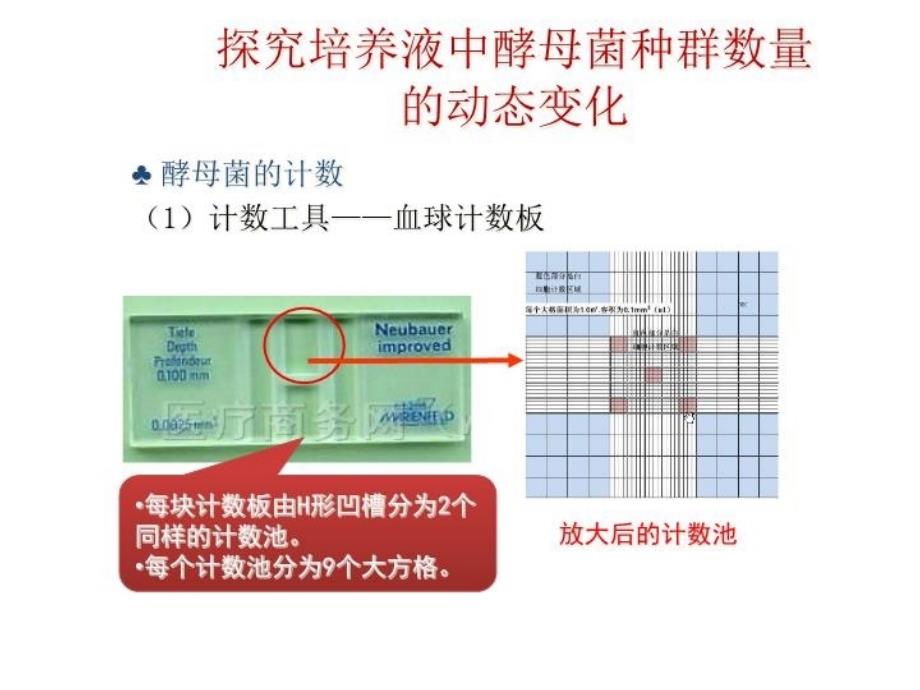 最新岩版探究酵母菌种群数量变化PPT课件_第4页