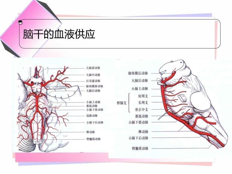 常见的脑干损害综合征文档资料_第5页