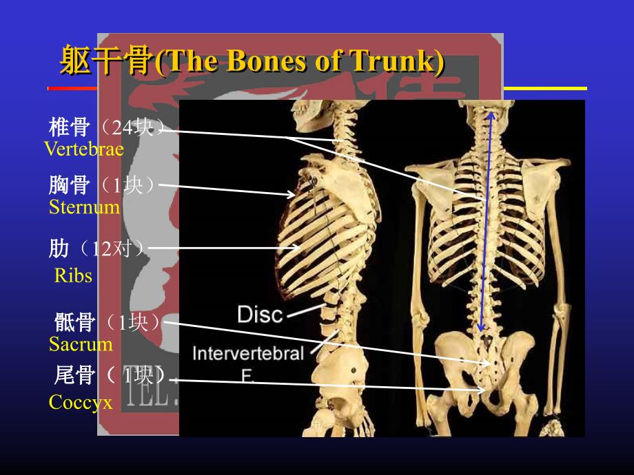 临床医学专业JXN解剖专业B躯干骨及其连结-2课件_第4页