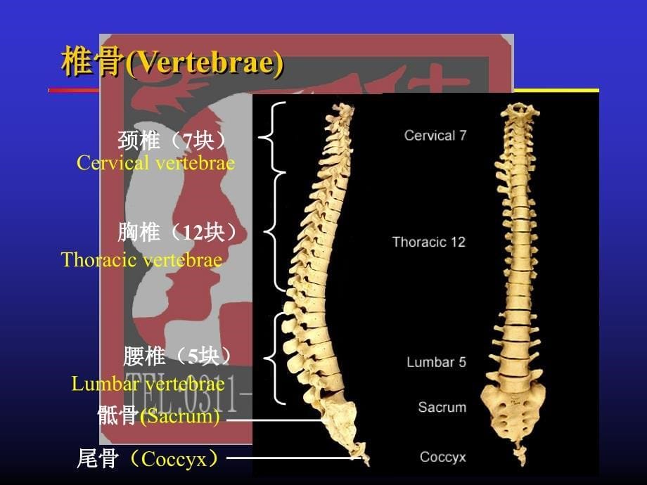 临床医学专业JXN解剖专业B躯干骨及其连结-2课件_第5页