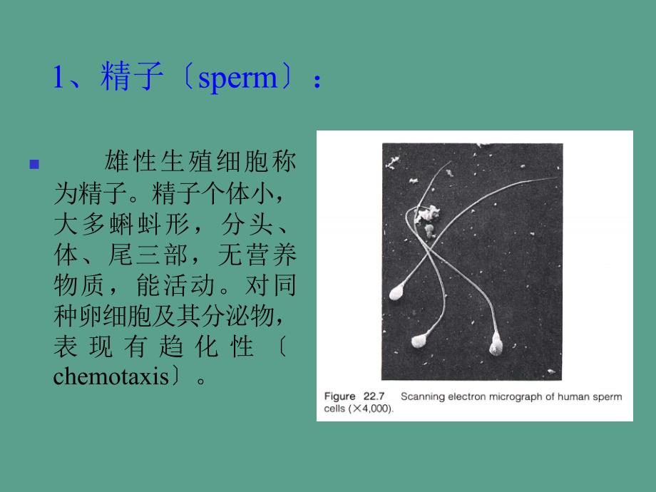 多细胞动物胚胎发育ppt课件_第3页