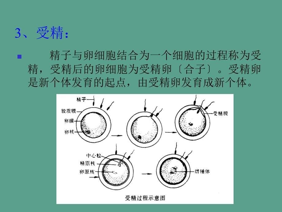 多细胞动物胚胎发育ppt课件_第5页