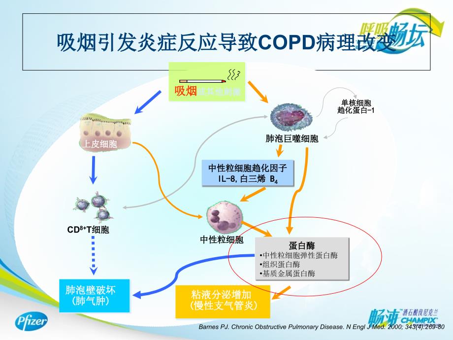 戒烟治疗与COPD_第4页