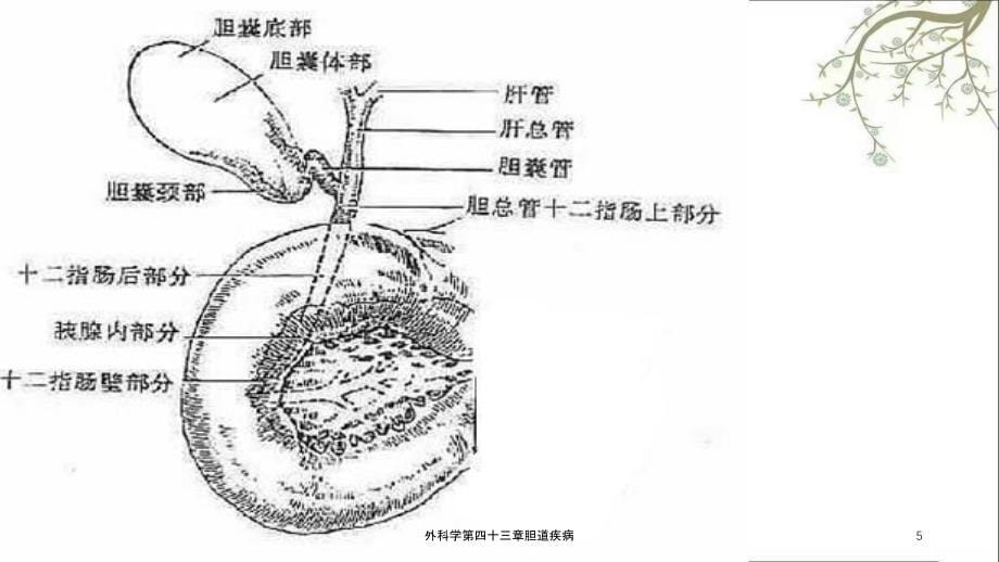 外科学第四十三章胆道疾病课件_第5页